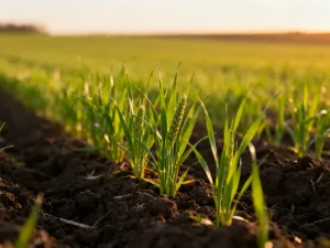 Słoik z domowymi ogórkami kiszonymi z koperkiem i czosnkiem na drewnianym stole w słonecznej kuchni.