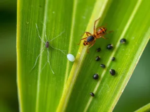 Szklana butelka z naturalnym preparatem roślinnym oraz zioła na drewnianym stole w ekologicznym ogrodzie.